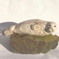 Seal Pup