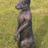 Hare Spotting