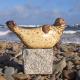 Seal Balance on Beach