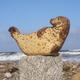 Seal by the Sea