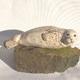 Seal Pup