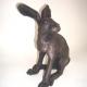 Young Hare