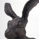 Hare (Close Up)