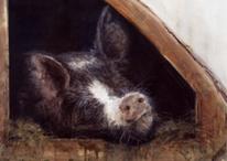 pig