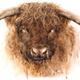 highland bull