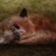 sleepy fox