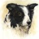 collie