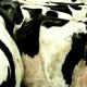 cowscape 1