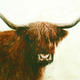 highland cow