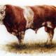 old bull