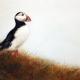 puffin 1