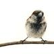 Sparrow