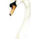 swan