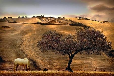 Rural Spain View