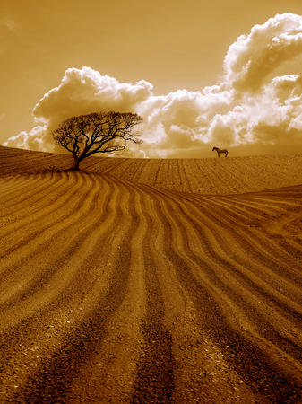 The Ploughed Field