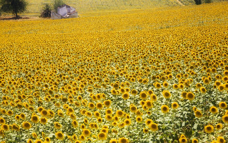 Field of Sunflowers