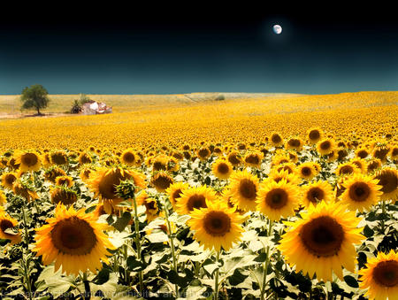 Blue Sky Flowers