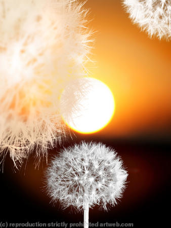 Taraxicum Sunset