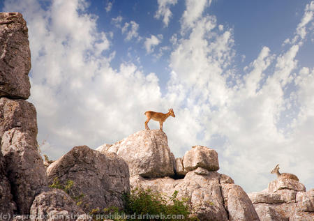 Ibex at El Torcal