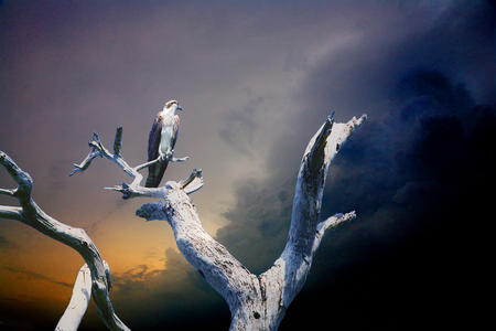 Osprey at Honeymoon Island