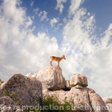 Ibex at El Torcal - photography