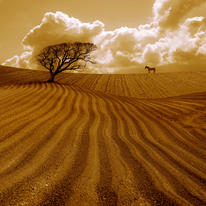 The Ploughed Field