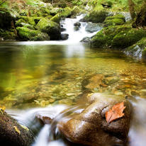 Leafy Brook