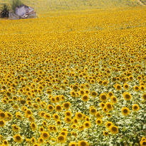 Field of Sunflowers