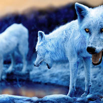 Blue Wolf Pack