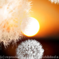 Taraxicum Sunset