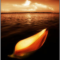 Palm Leaf Sheath Boat