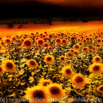 Twilight Flowers