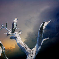 Osprey at Honeymoon Island