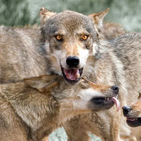 wolfstruggle