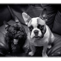 bulldogs