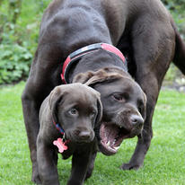 dogs