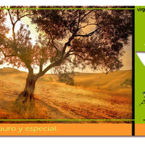 oliveoilad