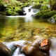 Leafy Brook