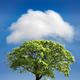Cloud Cover