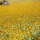 Field of Sunflowers