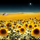 Blue Sky Flowers