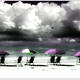 Florida Parasols