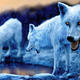 Blue Wolf Pack