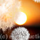 Taraxicum Sunset