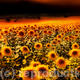 Twilight Flowers