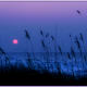 Gulf Coast Grasses
