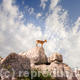 Ibex at El Torcal