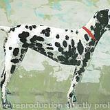Crystal-portrait of a Dalmation dog - printed greetings card