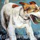 Tilly-portrait of a…