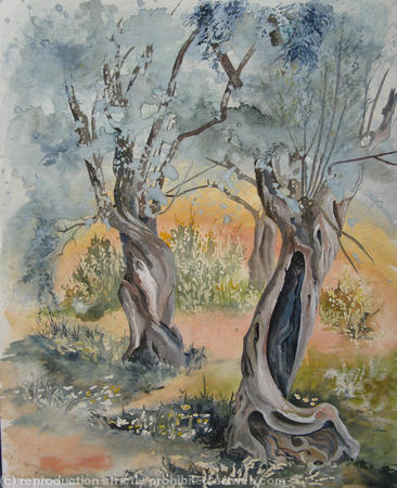 Olive Trees, Pelion, Greece